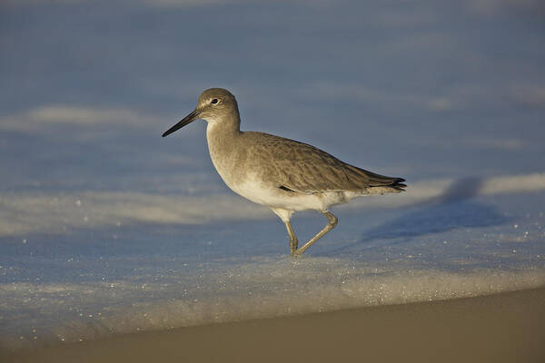 Orias Poster featuring the photograph Shore Bird MG_7903 by David Orias