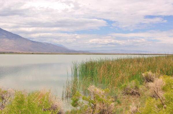 Klondike Poster featuring the photograph Shoreline by Marilyn Diaz