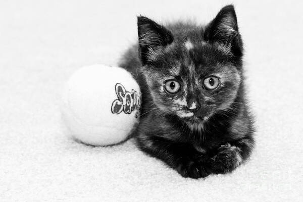 Animal Poster featuring the photograph Short Hair Kitten by Lawrence Burry