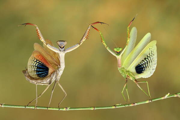 Mantis Poster featuring the photograph Show Time by Hasan Baglar