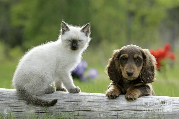 Siamese Kitten Poster featuring the photograph Siamese Kitten And Dachshund Puppy by Rolf Kopfle