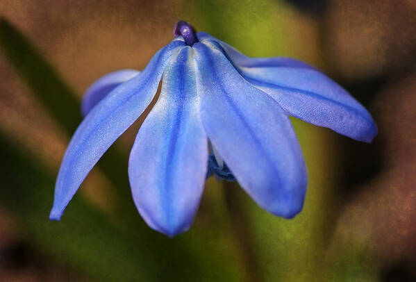 Flower Poster featuring the photograph Siberian Squill by Liz Mackney