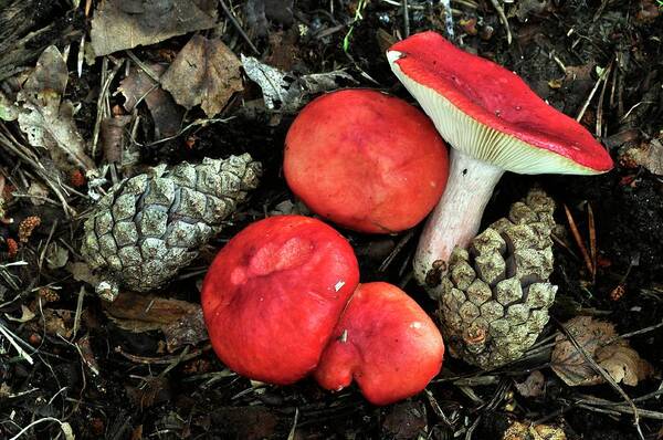 Sickener Toadstool Poster featuring the photograph Sickener Toadstools by Colin Varndell