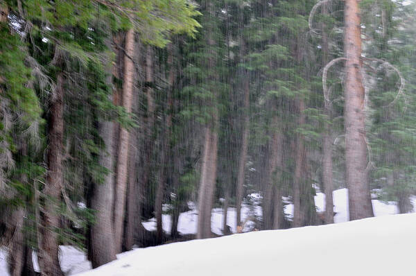 High Sierra Poster featuring the photograph Silent Snowfall In The Wilderness by Scott Lenhart