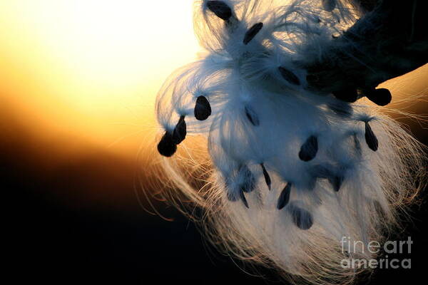 Milkweed Pod Poster featuring the photograph Silkweed Sunset by Neal Eslinger