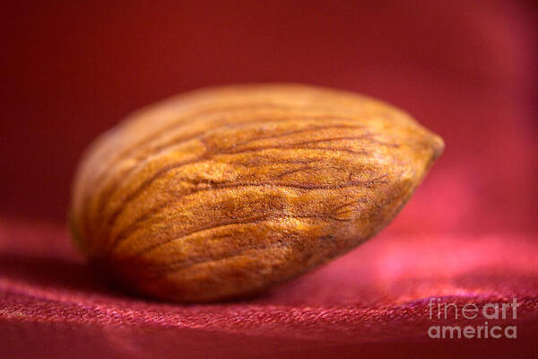 Almond Poster featuring the photograph Single Almond on Red by Iris Richardson