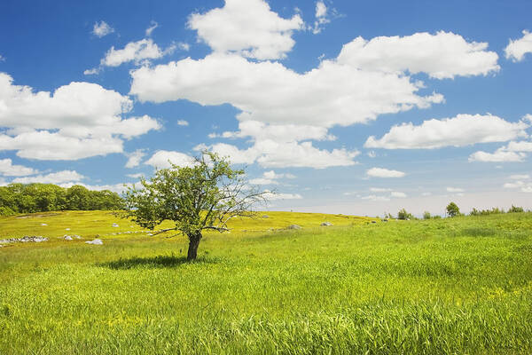 Field Poster featuring the photograph Single Apple Tree In Maine Blueberry Field by Keith Webber Jr