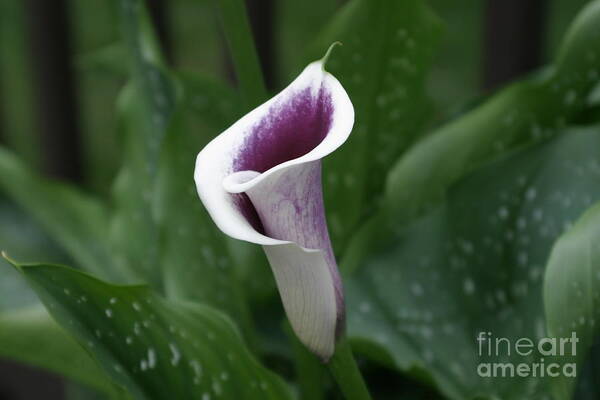 Calla Lily Poster featuring the photograph Single Calla by Living Color Photography Lorraine Lynch