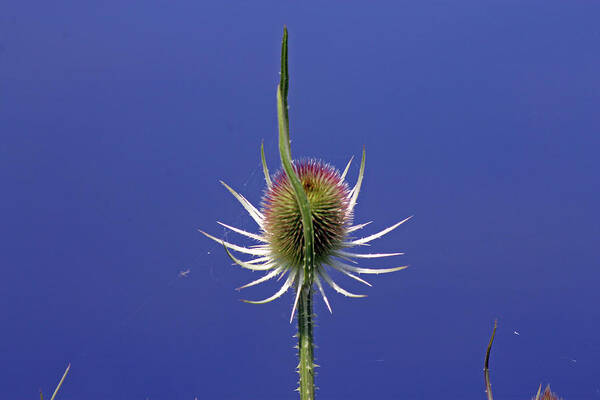 Cotswolds Poster featuring the photograph Single Teasel by Tony Murtagh