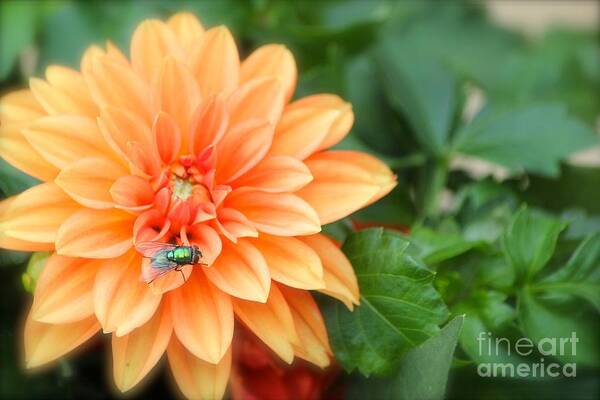 Orange Flower Poster featuring the photograph Sitting pretty by Deena Withycombe