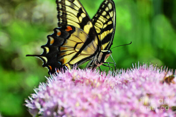 Butterfly Poster featuring the photograph Sitting Pretty by Judy Wolinsky