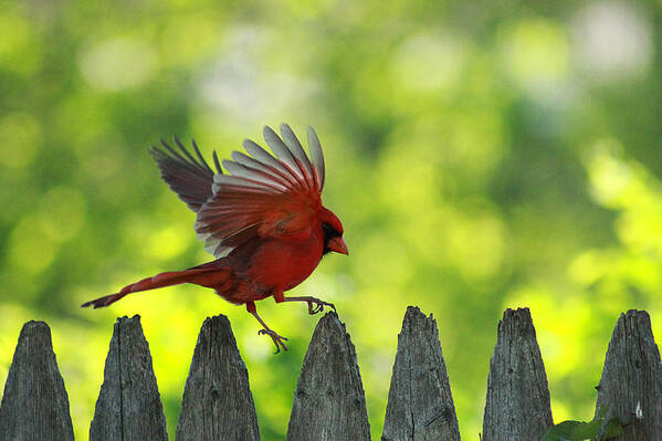 Cardinal Poster featuring the photograph Skipping Pickets 1 by Jackie Novak