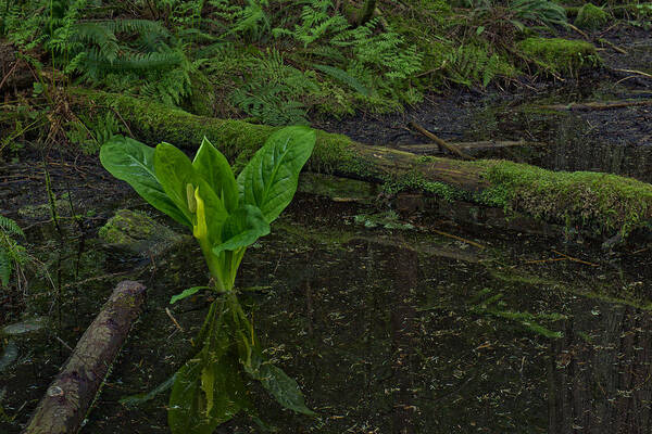 Bark Poster featuring the photograph Skunk Weed Cabbage in the Pond by Paul W Sharpe Aka Wizard of Wonders