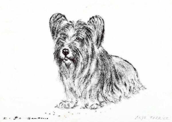 Skye Poster featuring the drawing Skye Terrier by Kurt Tessmann