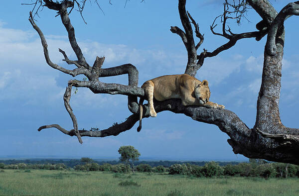 Lion Poster featuring the photograph Sleeping Lioness by Tina Manley