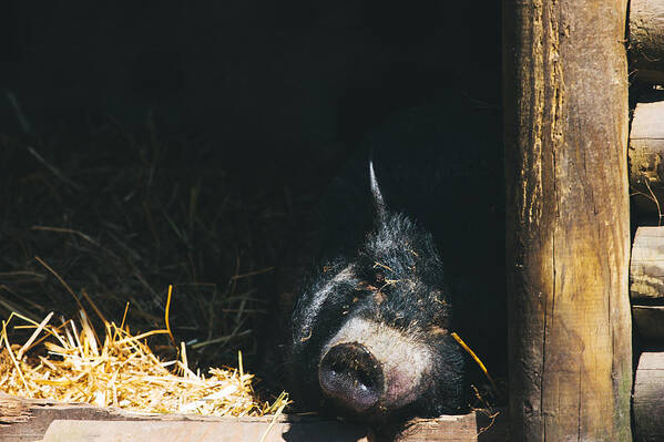 Pig Poster featuring the photograph Sleeping Potbelly Pig by Pati Photography