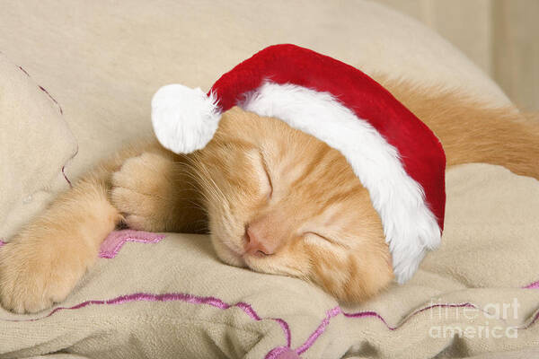 Cat Poster featuring the photograph Sleepy Christmas Kitten by Jean-Michel Labat