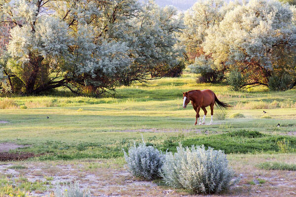 Horses Poster featuring the photograph Slow and Easy by Dana Moyer