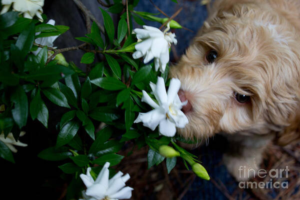 Gardenia Poster featuring the photograph Smells so Good by Sandra Clark