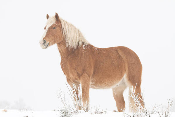 Palomino Poster featuring the photograph Smiling Palomino in the Snow by James BO Insogna