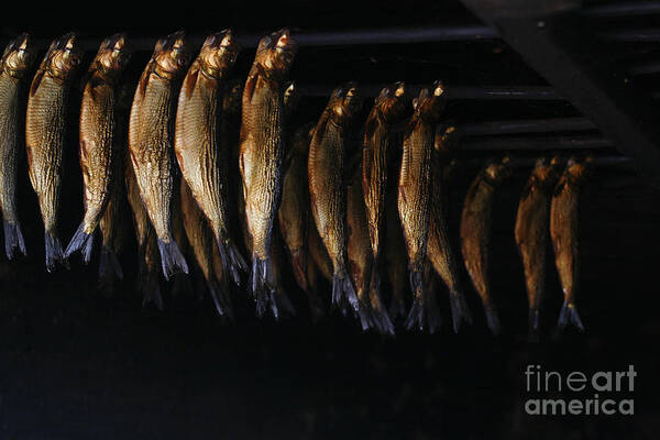 Drying Poster featuring the photograph Smoking fish by Patricia Hofmeester