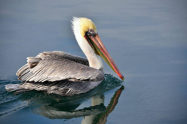 California Brown Pelican Poster featuring the photograph Smooth Sailing by Fraida Gutovich