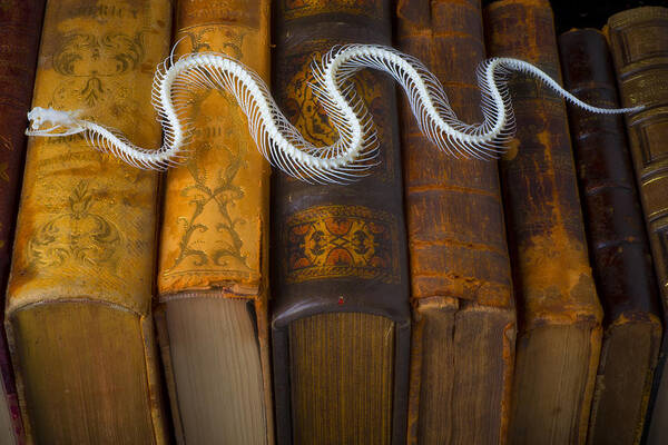 Snake Poster featuring the photograph Snake and antique books by Garry Gay