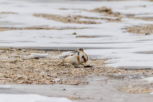 Calcariidae Poster featuring the photograph Snow Bunting foraging by SAURAVphoto Online Store