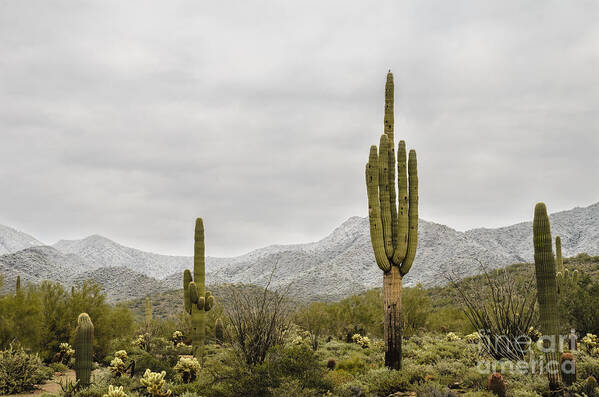 Desert Poster featuring the photograph Snow Dusted Desert by Tamara Becker