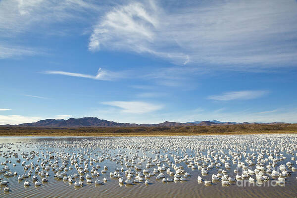 00536710 Poster featuring the photograph Snow Geese Bosque Del Apache by Yva Momatiuk John Eastcott