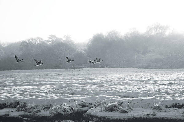 Landscape Poster featuring the photograph Snow and Geese by David Davies