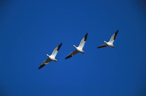 Feb0514 Poster featuring the photograph Snow Geese In Formation New Mexico by Tom Vezo