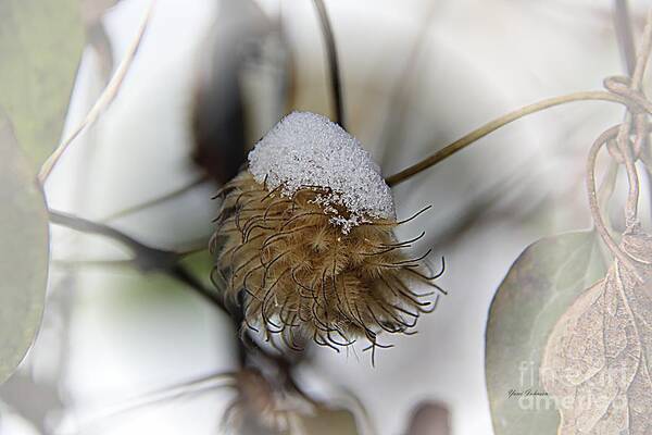 Snow Poster featuring the photograph Snow hat by Yumi Johnson