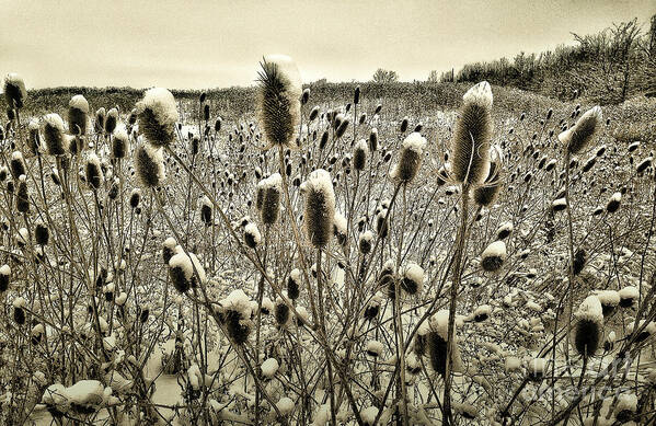 Thistles Poster featuring the photograph Snow Hats by Michael Arend