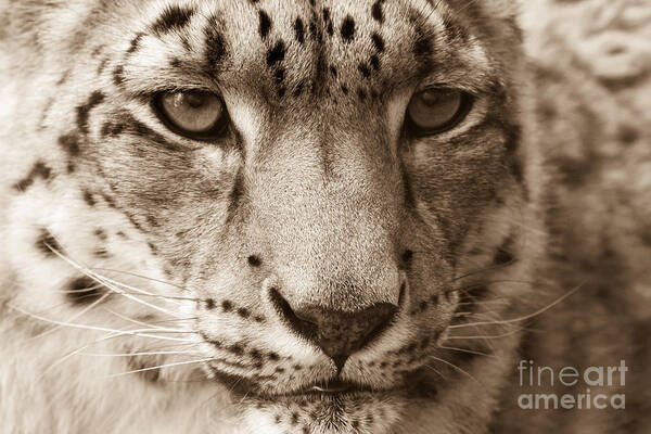 Snow Leopard Poster featuring the photograph Snow Leopard by Chris Scroggins