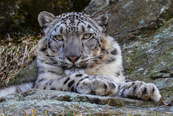 Snow Leopard Poster featuring the photograph Snow Leopard by Michael Hubley