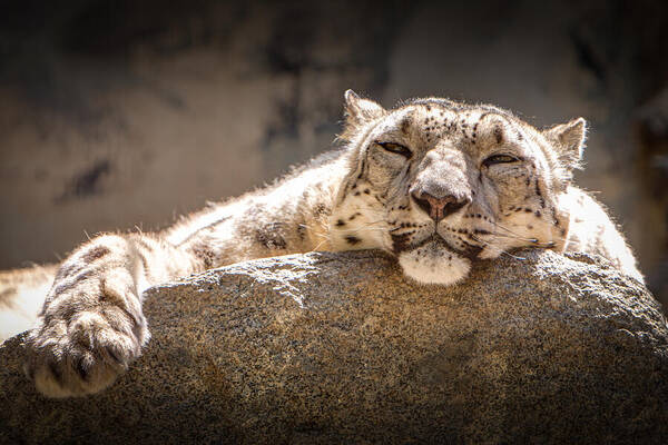 Animal Poster featuring the photograph Snow Leopard Relaxing by John Wadleigh
