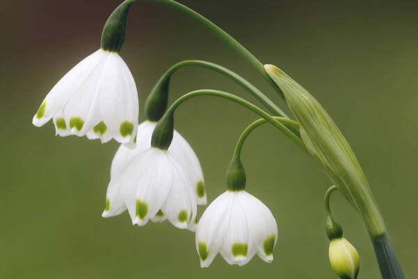  Flower Poster featuring the photograph Snowdrops by Jaki Miller