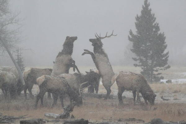 Elk Poster featuring the photograph Snowy Battle by Shane Bechler