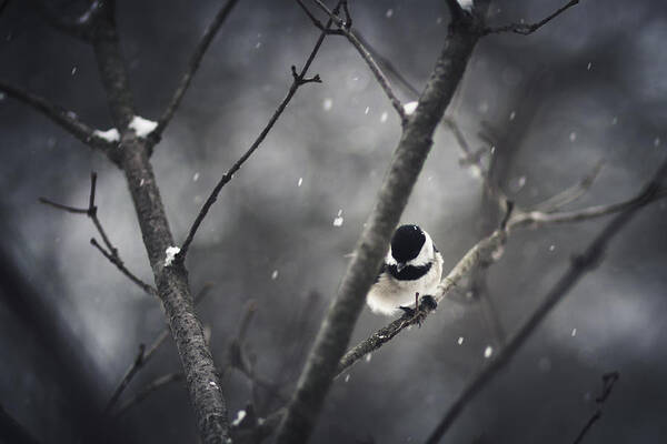 Chickadee Poster featuring the photograph Snowy Chickadee by Shane Holsclaw