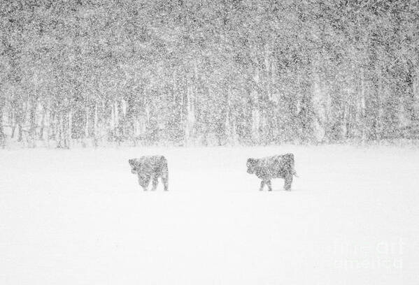 Highland Cattle Poster featuring the photograph Snowy Day Highland Cattle by Cheryl Baxter