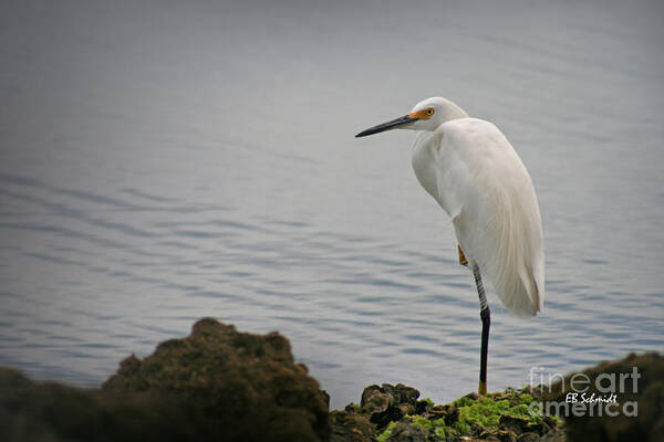 Snowy Egret Poster featuring the photograph Snowy Egret by E B Schmidt