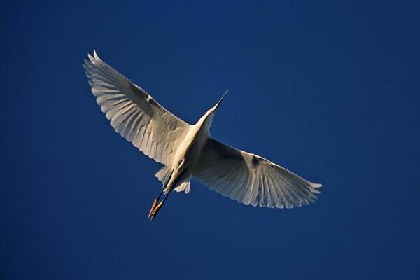 Bird Poster featuring the photograph Snowy Egret in Flight by John Harmon