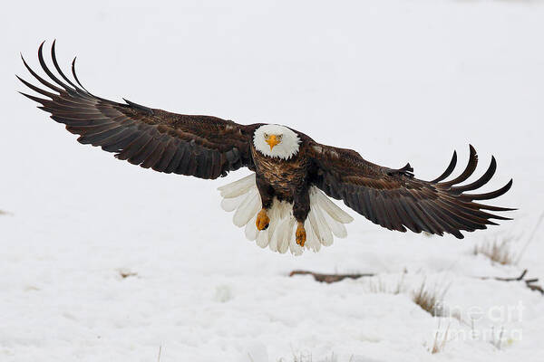 American Bald Eagle Poster featuring the photograph Snowy Landing by Bill Singleton