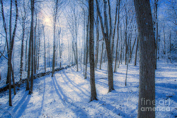 Snow Poster featuring the photograph Snowy New England Forest by Diane Diederich
