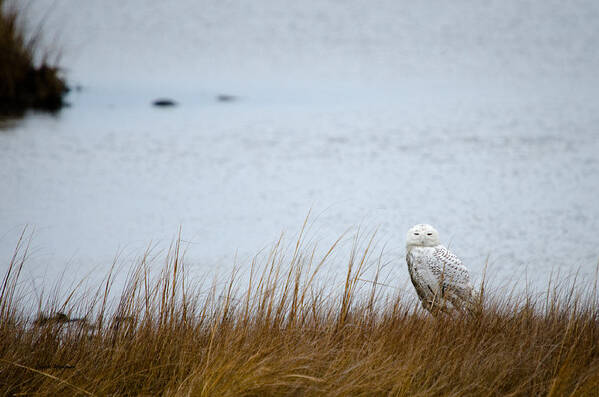 Snowy Owl Poster featuring the photograph Snowy Owl by Crystal Wightman