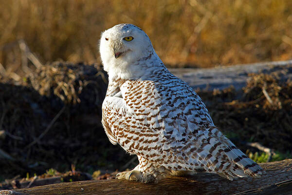 Snowy Owl Poster featuring the photograph Snowy Owl by Shari Sommerfeld