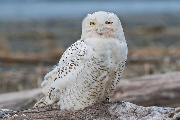 Animal Poster featuring the photograph Snowy Owl Watching from a Driftwood Perch by Jeff Goulden