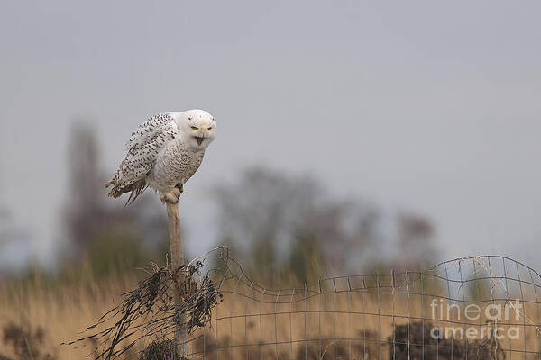 Snowy Owl Poster featuring the photograph Snowy Owl Yawning by Sharon Talson