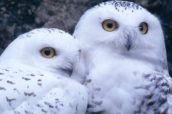 Snowy Owls Poster featuring the photograph Snowy Owls by Paal Hermansen